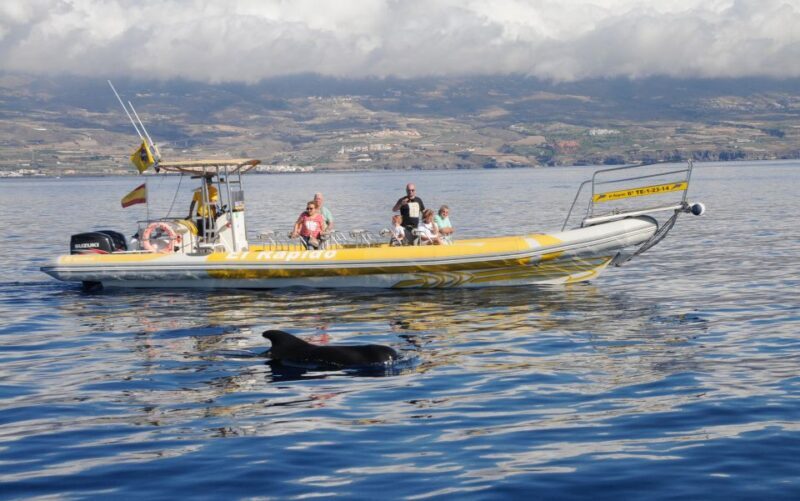 Los Gigantes: Dolphin and Whale Watching Cruise by Speedboat - Who Would Love This Experience?