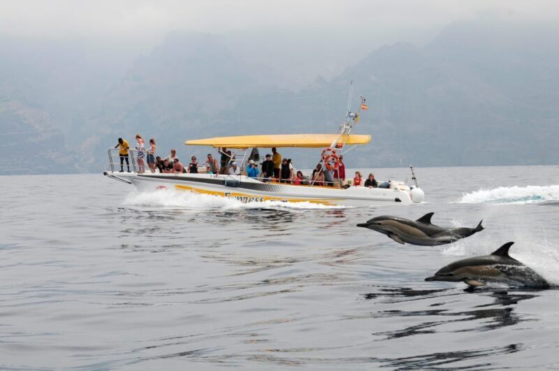Los Gigantes: Dolphin & Whale Watching Cruise with Swim Stop - An Honest Look at the Los Gigantes Dolphin & Whale Watching Cruise with Swim Stop