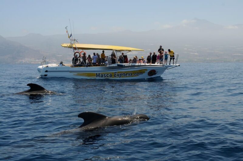 Los Gigantes: Dolphin & Whale Watching Cruise with Swim Stop - Final Thoughts: Is This Tour Worth It?