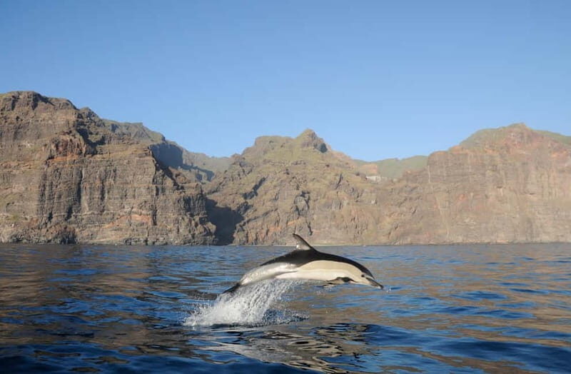 Los Gigantes: Dolphin & Whale Watching Tour on a Pirate Boat - Key Points