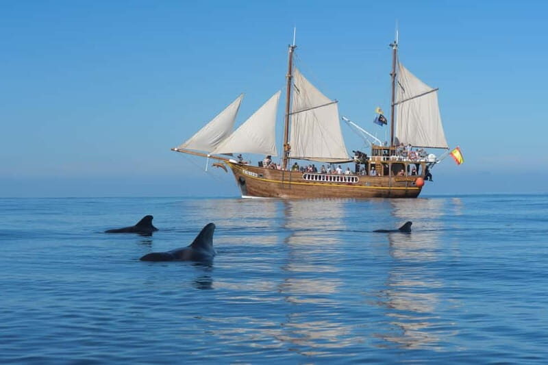 Los Gigantes: Dolphin & Whale Watching Tour on a Pirate Boat - A Detailed Look at the Experience