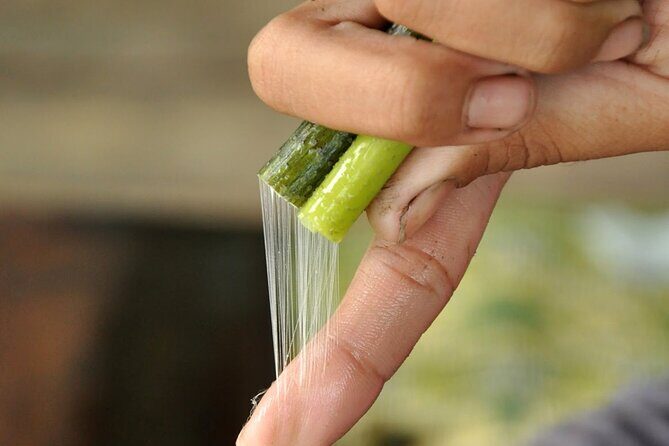 Lotus Silk Farm: Discover Learn and Experiment the Lotus Flower - FAQ