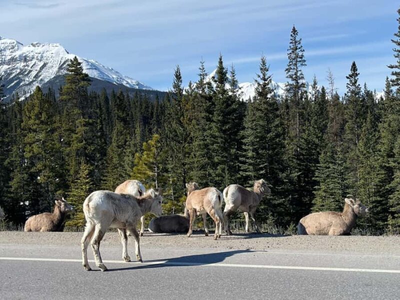 Louise,Moraine/Johnston Canyon,Emerald Lake, Banff/Gondola - FAQ