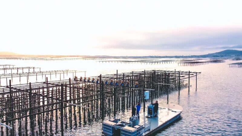 Loupian: Tour guide of our oyster farm and tasting - Exploring the Authentic Oyster Experience in Loupian