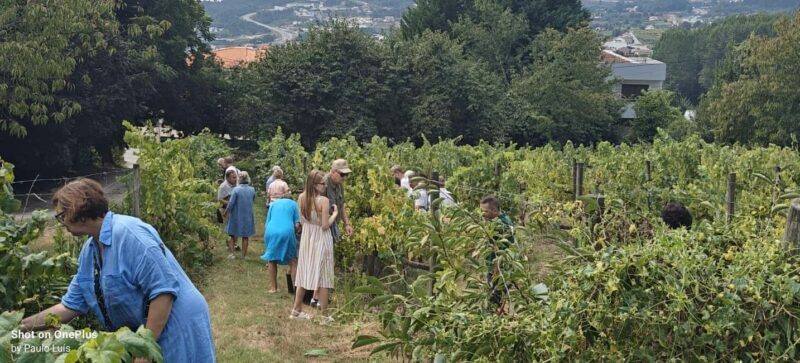 Lousada: Authentic Green Wines from Quinta de Lourosa - The Sum Up