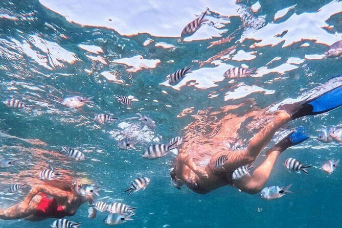 Lovina Sunrise Dolphin with option snorkeling and waterfall - An In-Depth Look: What the Tour Actually Offers