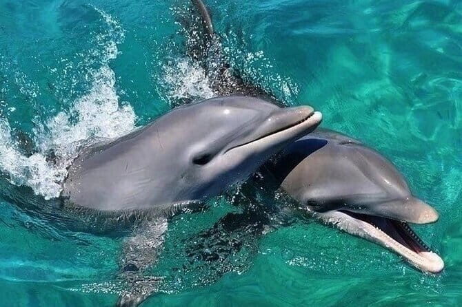 Lovina Watching Dolphin with Sunrise-Snorkeling-Waterfall Tour - Practical Tips for Your Trip