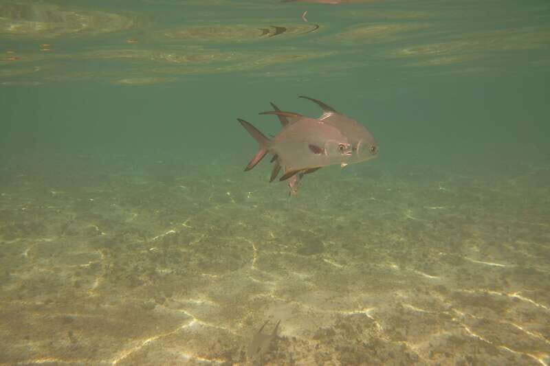 Lower Grand Lagoon: Panama City Beach Guided Snorkeling Tour - Key Points