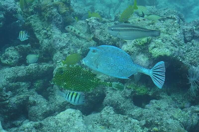 Lower Grand Lagoon: Panama City Beach Guided Snorkeling Tour - An In-Depth Look at the Snorkeling Tour