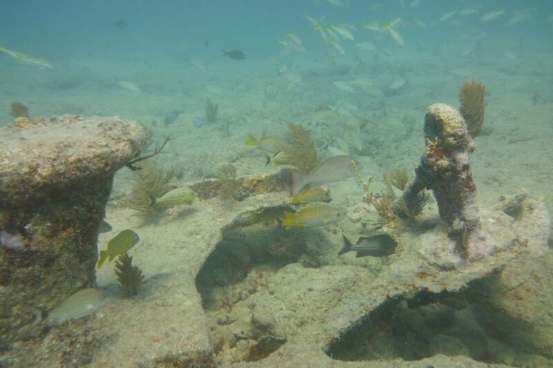 Lower Grand Lagoon: Panama City Beach Guided Snorkeling Tour - The Sum Up