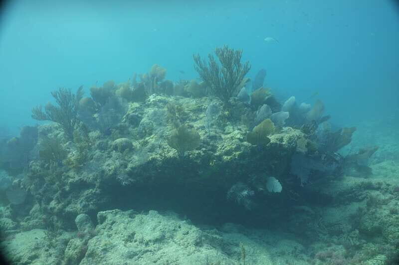 Lower Grand Lagoon: Panama City Beach Guided Snorkeling Tour - FAQ