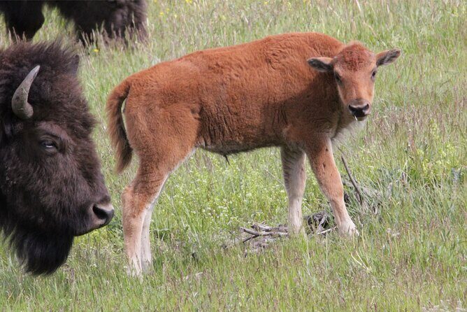 Lower Loop Yellowstone Wildlife Scenic - Jackson Hole Day Tour | WY - Final Thoughts