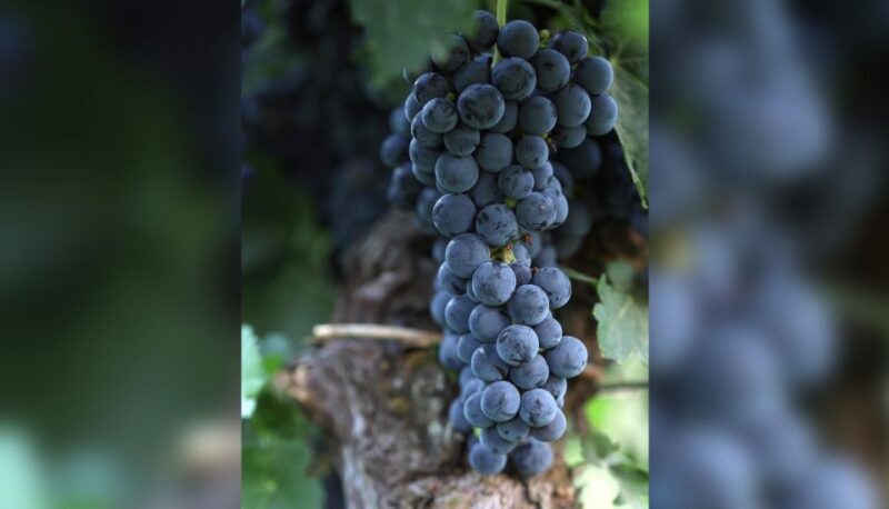 Lucca: Guided Winery Tour with Wine Tasting - The Scenic Tasting Experience