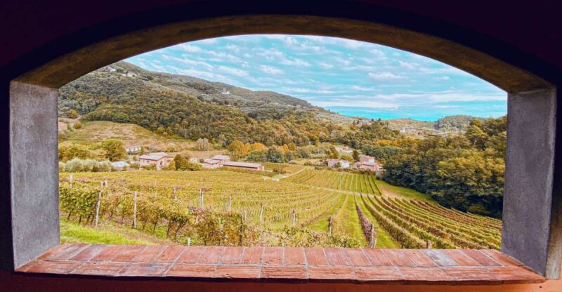 Lucca: Guided Winery Tour with Wine Tasting - Atmosphere & Social Vibe