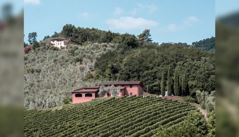 Lucca: Guided Winery Tour with Wine Tasting - What Travelers Say