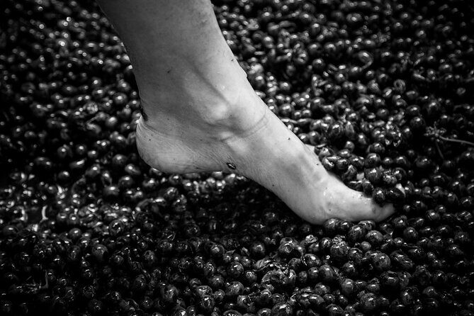 Lucca - Wine tasting at Tenuta Mareli - Key Points