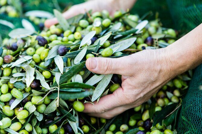 Lucca - Wine tasting at Tenuta Mareli - Who Should Book This Tour