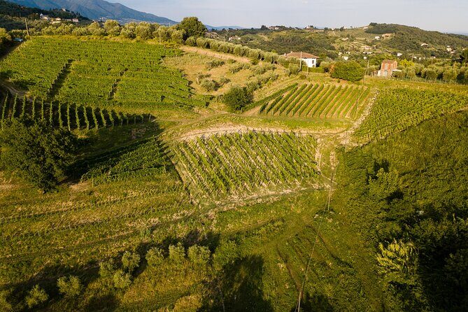 Lucca - Wine tasting at Tenuta Mareli - Frequently Asked Questions
