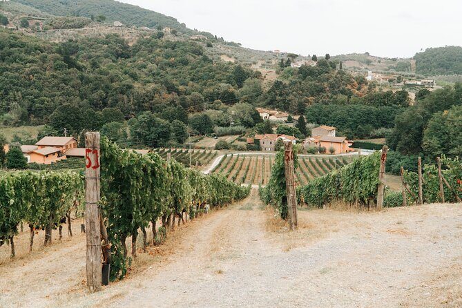 Lucca: Wine Tasting Experience - Tenuta Adamo Winery - How the Tour Is Structured