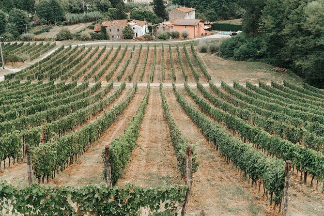 Lucca: Wine Tasting Experience - Tenuta Adamo Winery - Value for Money