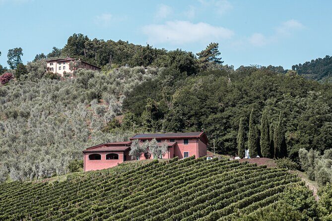 Lucca: Wine Tasting Experience - Tenuta Adamo Winery - Final Thoughts: Is This Experience Worth It?