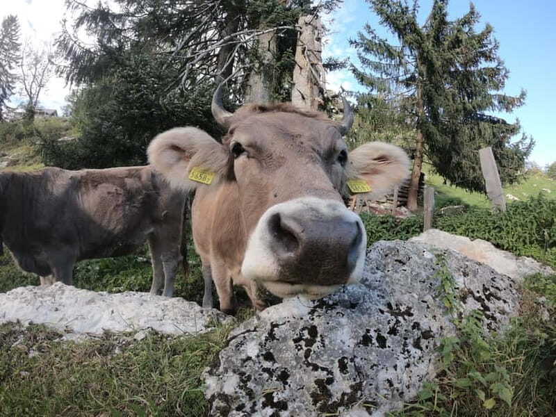 Lucerne: Cliff Path Private Guided Trip - Key Points