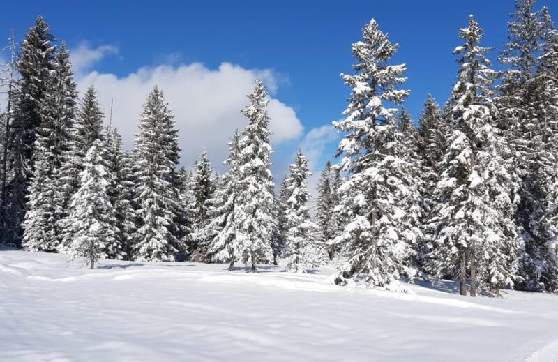 Lucerne: Private Snowshoe Tour - Key Points