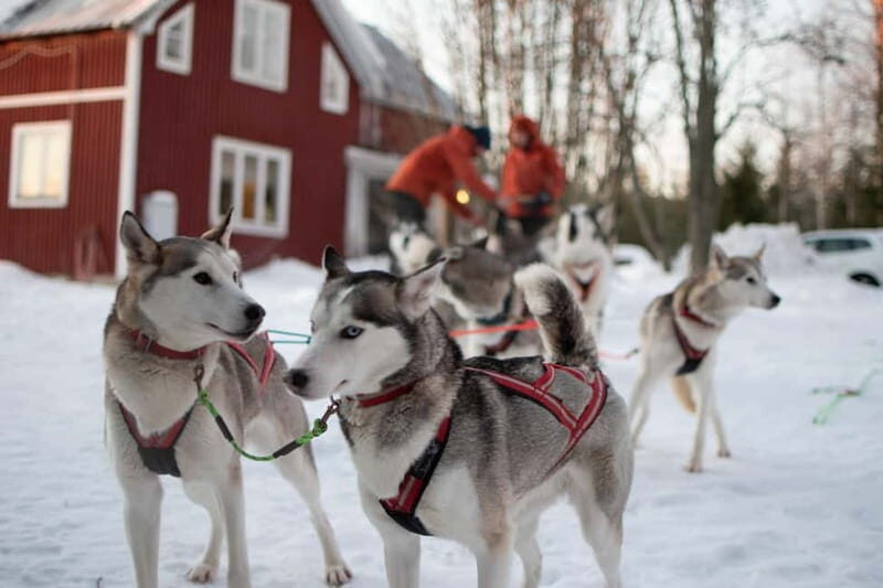Luleå: Drive your own Husky team, 10km - Introduction
