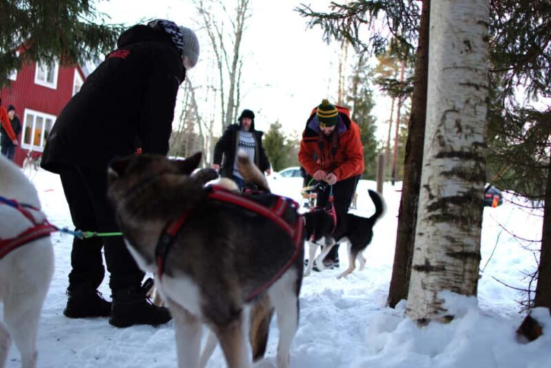 Luleå: Guided Dog Sledding Tour - Exploring the Dog Sledding Adventure in Luleå
