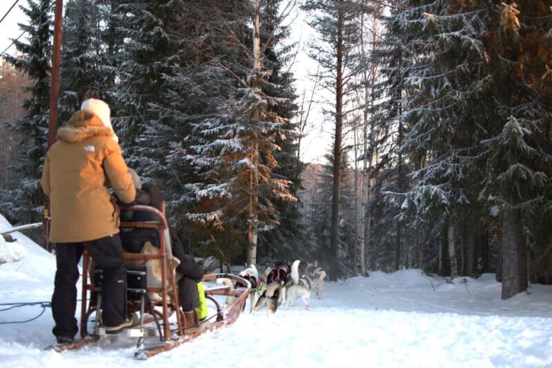 Luleå: Guided Dog Sledding Tour - The Sum Up