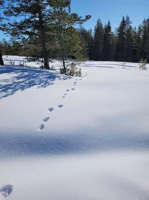 Lulea: Nordic Skills and Bivouac Building with Lunch - The Sum Up: Who Is This Tour Best For?
