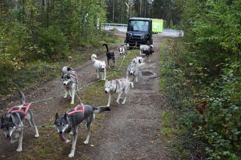 Luleå: Training Husky Team - The Experience in Detail
