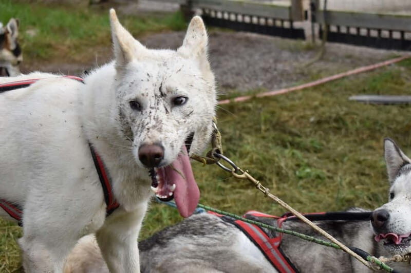Luleå: Training Husky Team - Final Thoughts