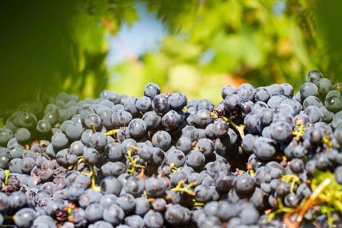 Lunch with Wine Tasting at the Winery - Why This Experience Works