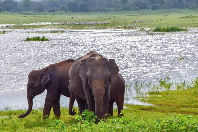 Lunugamvehera National Park Private Safari - Key Points