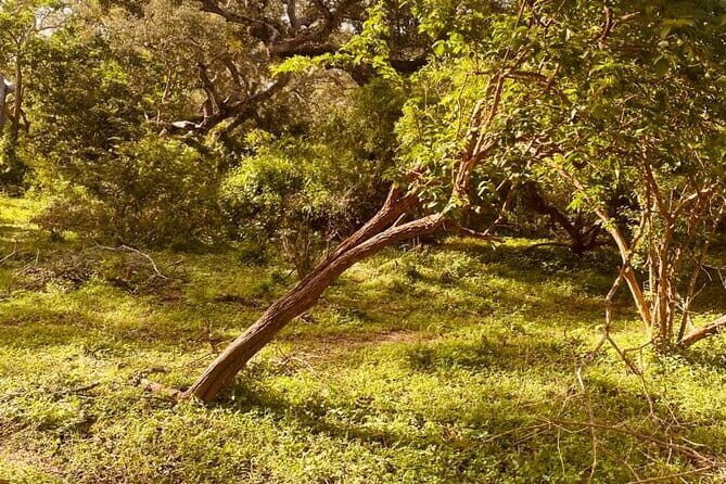 Lunugamvehera National Park Private Safari - What’s Included and What’s Not?