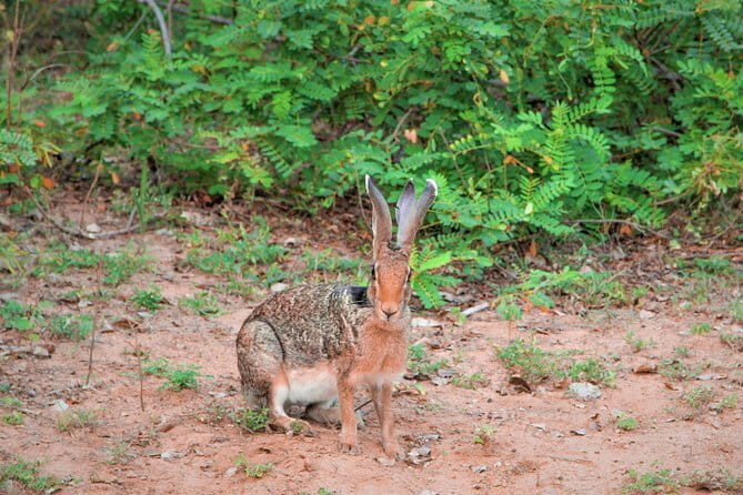 Lunugamvehera National Park Private Safari - The Experience: Pros and Cons