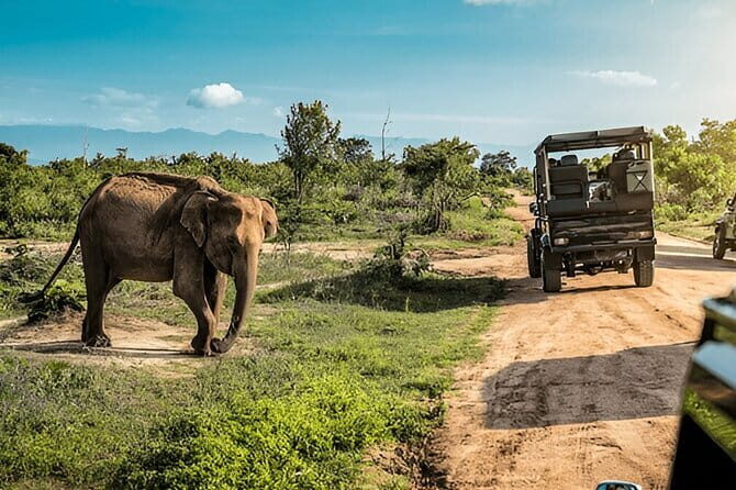 Lunugamvehera National Park Private Safari - Who Should Book This Safari?