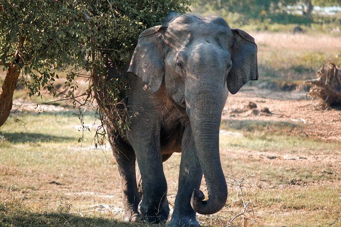 Lunugamvehera National Park Private Safari - Key Points