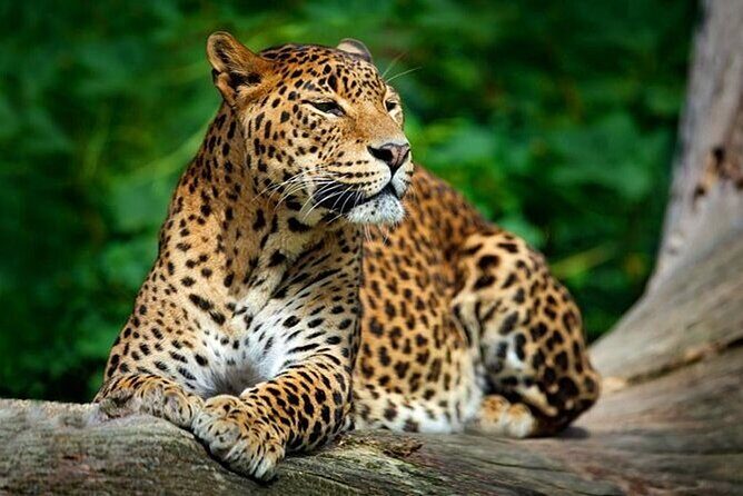 Lunugamvehera National Park Private Safari - Practical Details & What to Expect