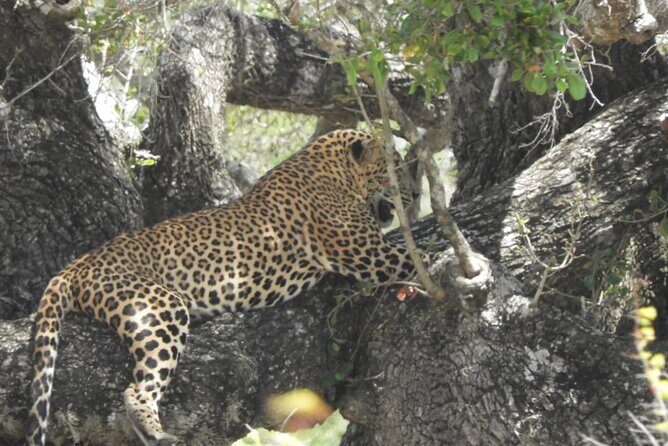 Lunugamvehera National Park Private Safari - Authentic Experiences from Reviewers