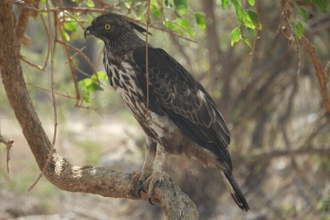 Lunugamvehera National Park Private Safari - Frequently Asked Questions