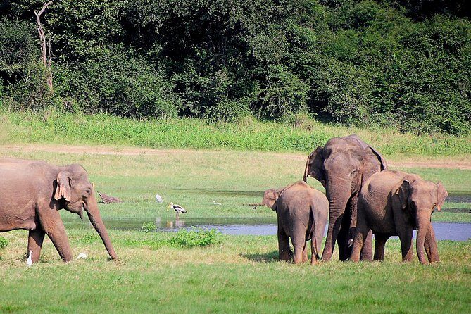 Lunugamvehera National Park Private with Naturalist (12 hrs) - The Sum Up