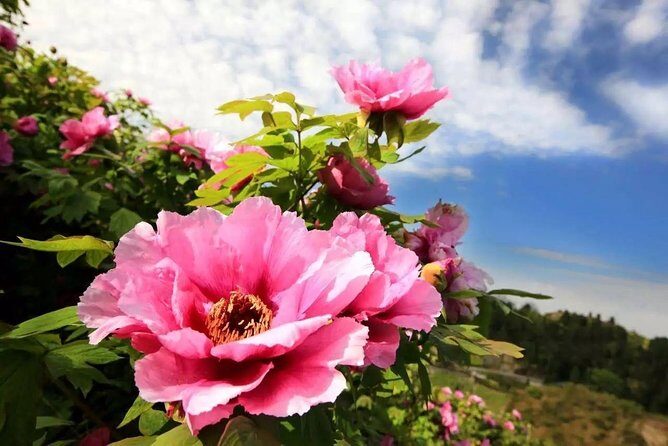 Luoyang Private Tour to Longmen Grottoes and Peony Blossom Sightseeing - The Sum Up