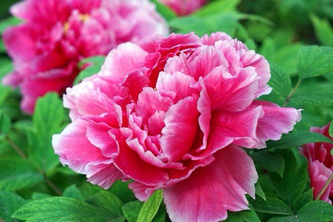 Luoyang Private Tour to Longmen Grottoes and Peony Blossom Sightseeing - FAQ