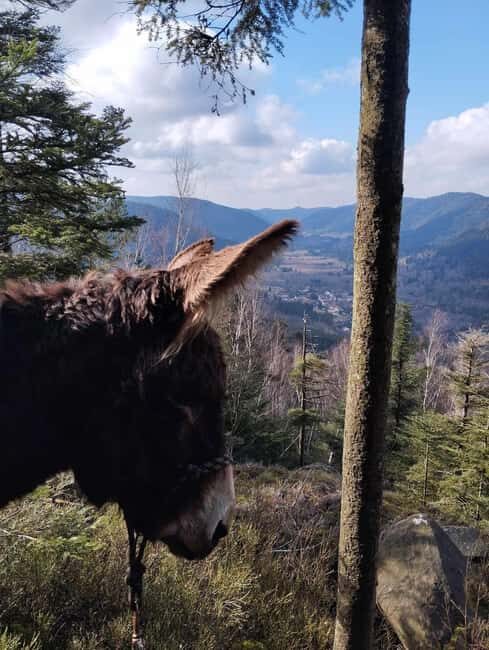 Luvigny: An unusual forest escape with a donkey - Exploring Luvigny: An Unusual Forest Escape with a Donkey — What to Expect