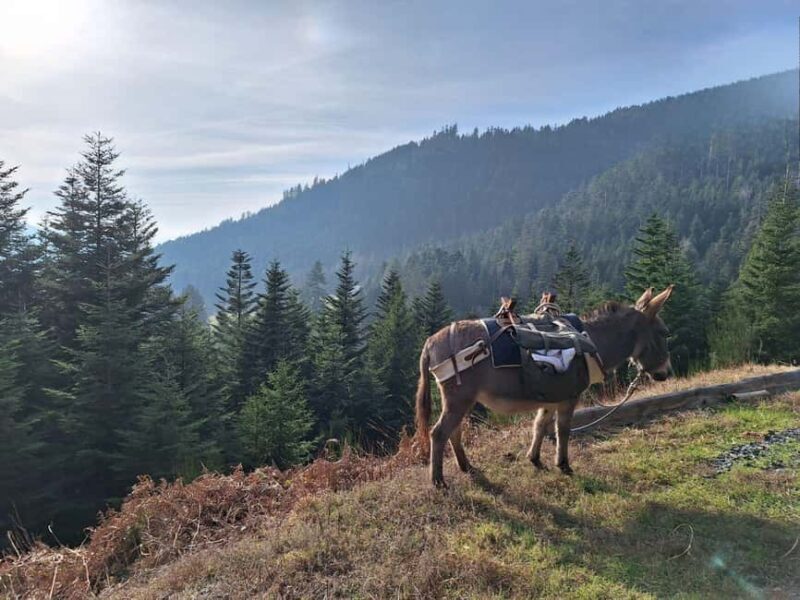 Luvigny: An unusual forest escape with a donkey - Key Points