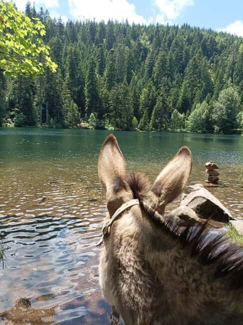 Luvigny: An unusual forest escape with a donkey - Final Thoughts on the Luvigny Donkey Walk