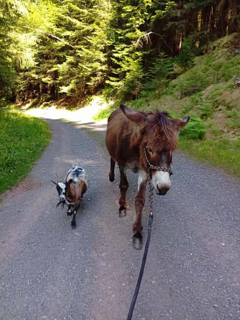 Luvigny: an unusual getaway with donkeys and goats - Key Points