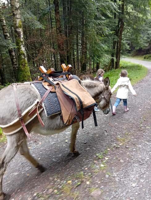 Luvigny: an unusual getaway with donkeys and goats - The Experience in Detail: What to Expect